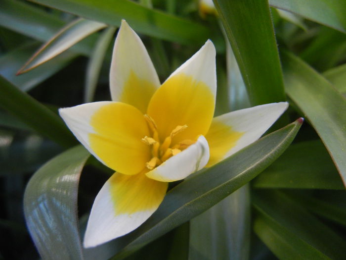 Tulipa Tarda (2015, April 11) - Tulipa Tarda
