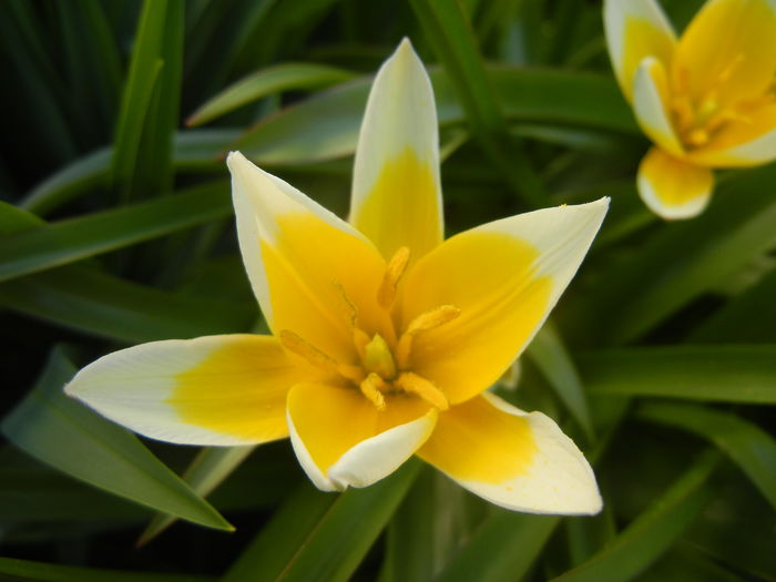 Tulipa Tarda (2015, April 11) - Tulipa Tarda