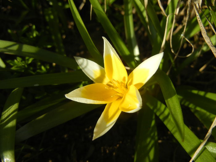 Tulipa Tarda (2015, April 11) - Tulipa Tarda
