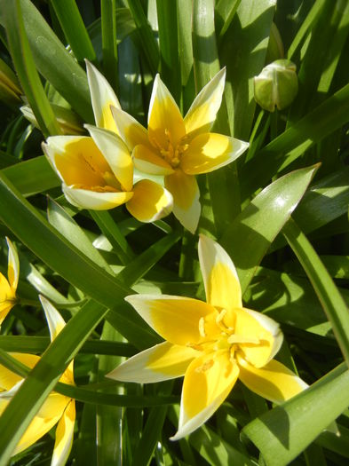 Tulipa Tarda (2015, April 13) - Tulipa Tarda