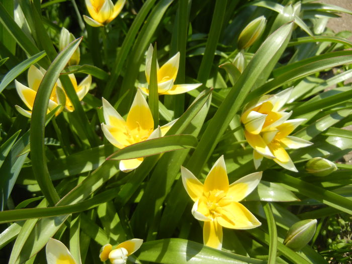 Tulipa Tarda (2015, April 13)