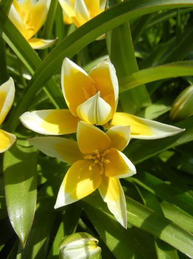 Tulipa Tarda (2015, April 13)