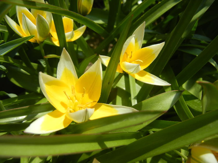 Tulipa Tarda (2015, April 13)