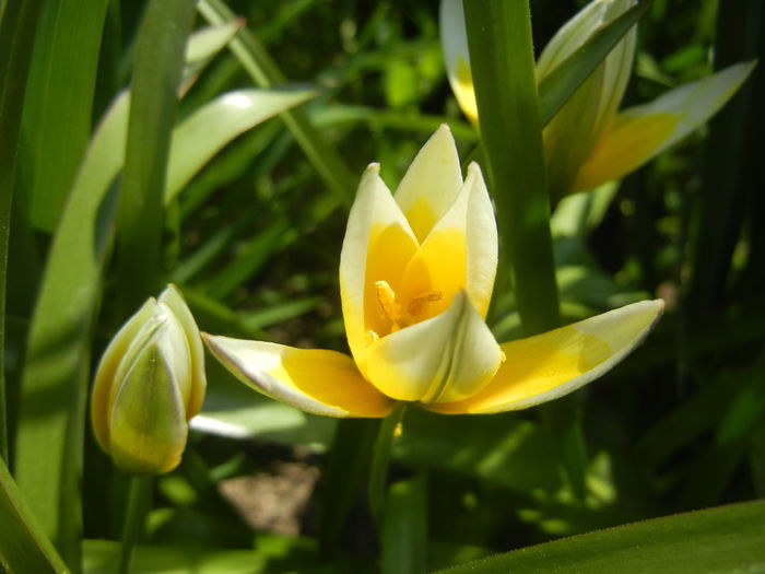 Tulipa Tarda (2015, April 13)