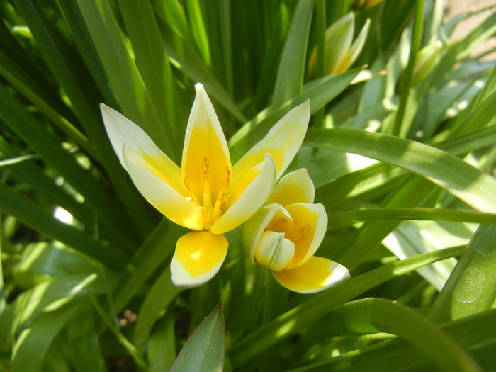 Tulipa Tarda (2015, April 13)