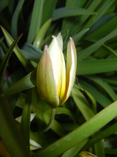 Tulipa Tarda (2015, April 14)