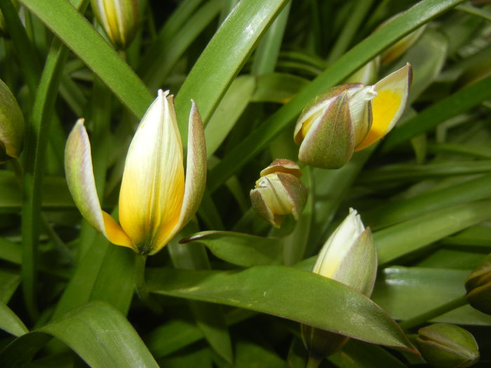 Tulipa Tarda (2015, April 14)