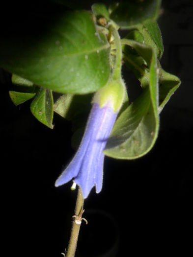 SAM_4142 - brugmansii-daturi-iochrome-2015