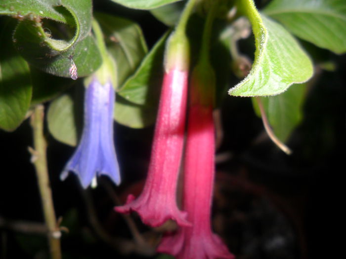 SAM_4146 - brugmansii-daturi-iochrome-2015