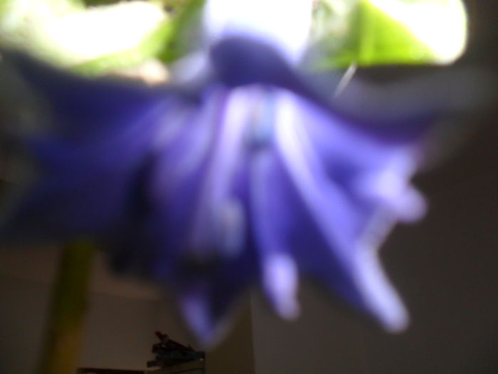 SAM_4188 - brugmansii-daturi-iochrome-2015