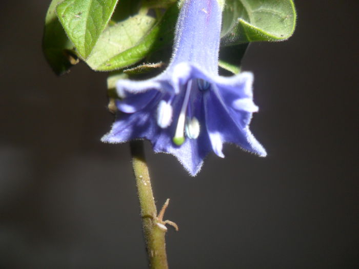 SAM_4189 - brugmansii-daturi-iochrome-2015