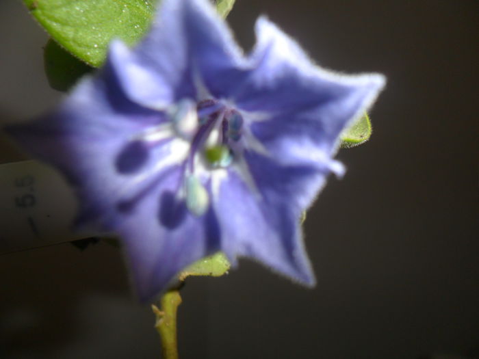 blue angel - brugmansii-daturi-iochrome-2015