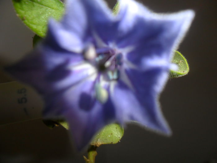 SAM_4192 - brugmansii-daturi-iochrome-2015