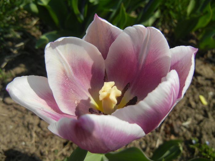 Tulipa Synaeda Blue (2015, April 13) - Tulipa Synaeda Blue
