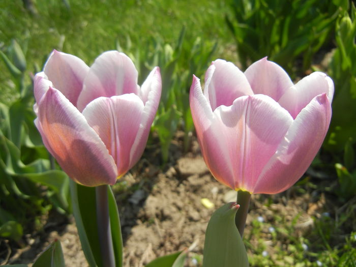 Tulipa Synaeda Blue (2015, April 13)