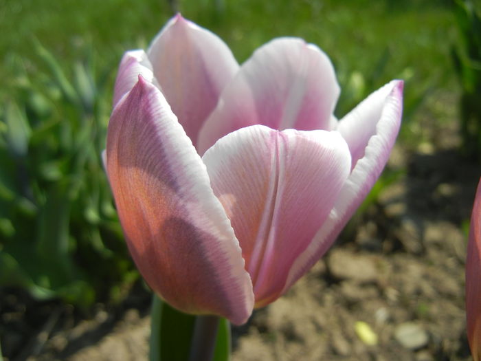 Tulipa Synaeda Blue (2015, April 13) - Tulipa Synaeda Blue