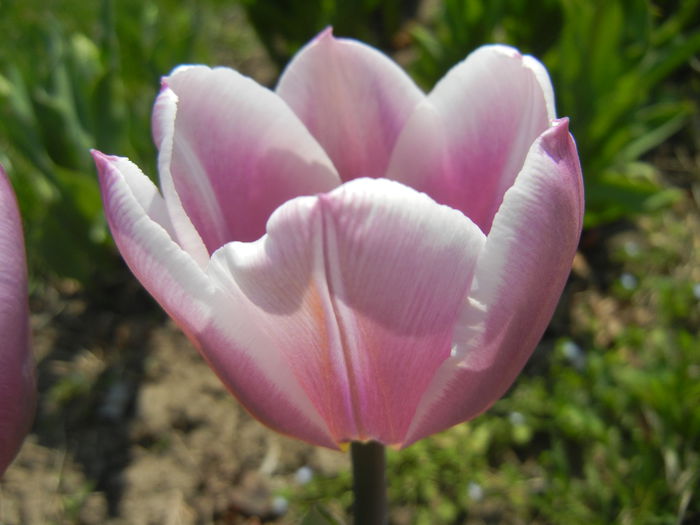 Tulipa Synaeda Blue (2015, April 13) - Tulipa Synaeda Blue