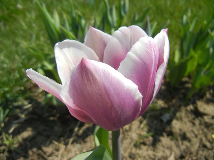 Tulipa Synaeda Blue (2015, April 13)