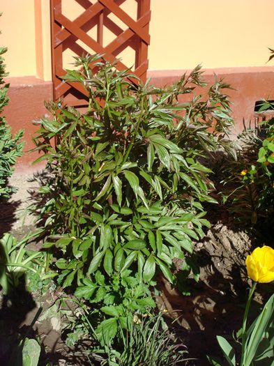 bujori la mijloc de aprilie (1) - b 2015 - in exterior