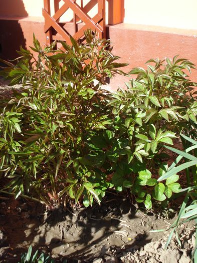bujori la mijloc de aprilie (3) - b 2015 - in exterior
