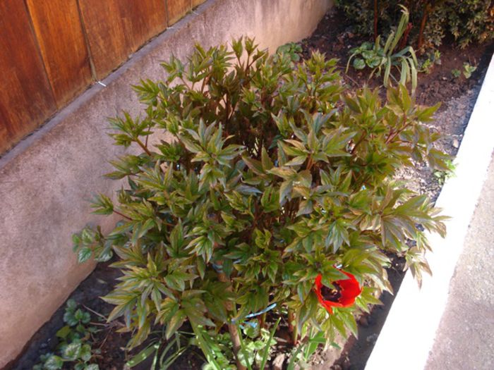 bujori la mijloc de aprilie (4) - b 2015 - in exterior