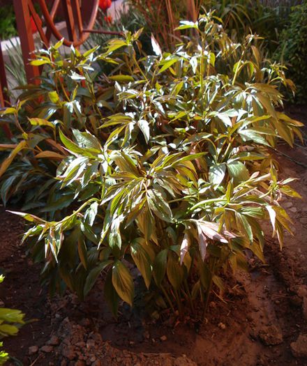 bujori la mijloc de aprilie (8) - b 2015 - in exterior