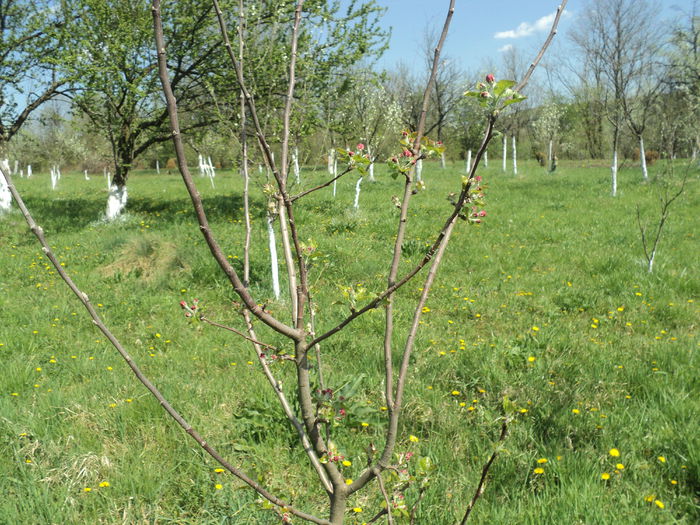 DSC09591 - CAMUIESTI 2015