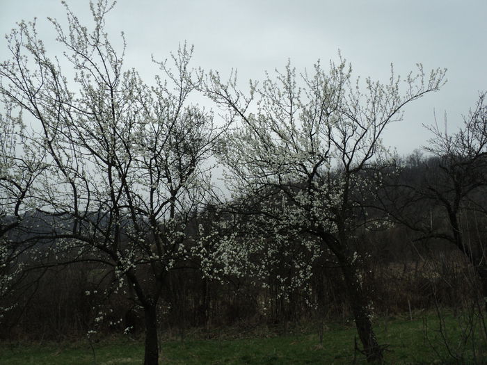DSC09491 - CAMUIESTI 2015