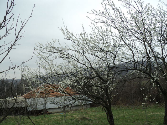 DSC09492 - CAMUIESTI 2015