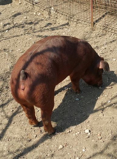 2015-04-13 13.06.50 - Scrofite Duroc la 4 luni