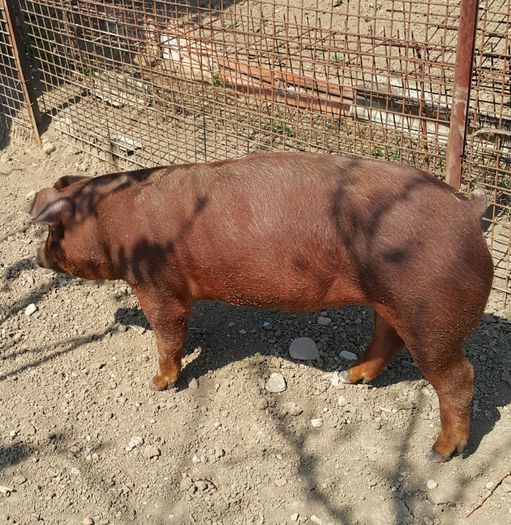 2015-04-13 13.07.17 - Scrofite Duroc la 4 luni