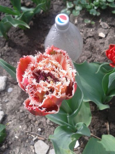20150416_121223 - Gradina