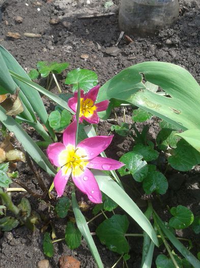 20150416_121242 - Gradina