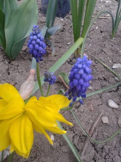 20150416_080759 - Gradina