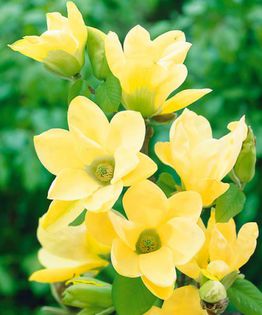 magnolie Yellow Latern; starkl
