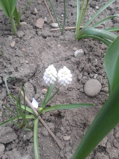 20150416_080748 - Gradina