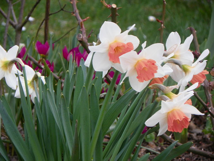 narcise Pink Charm - Primavara 2015