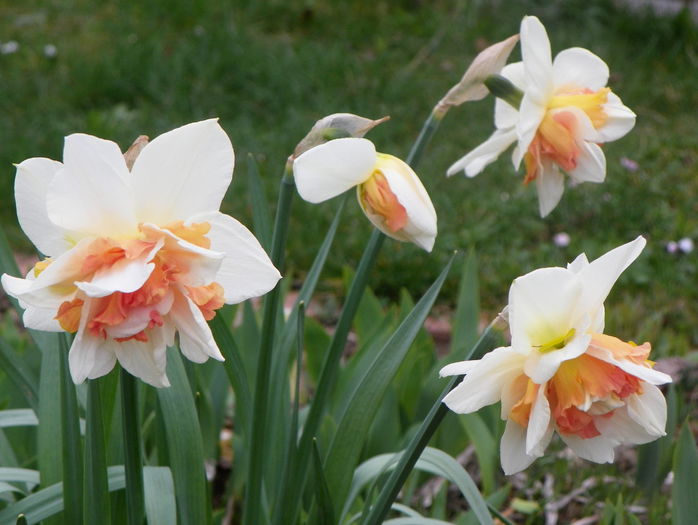 narcise Replete - Primavara 2015