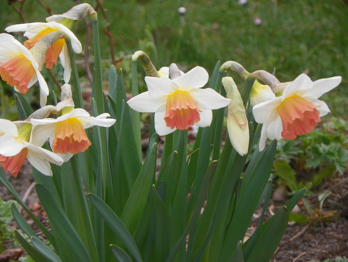 narcise Pink Charm - Primavara 2015