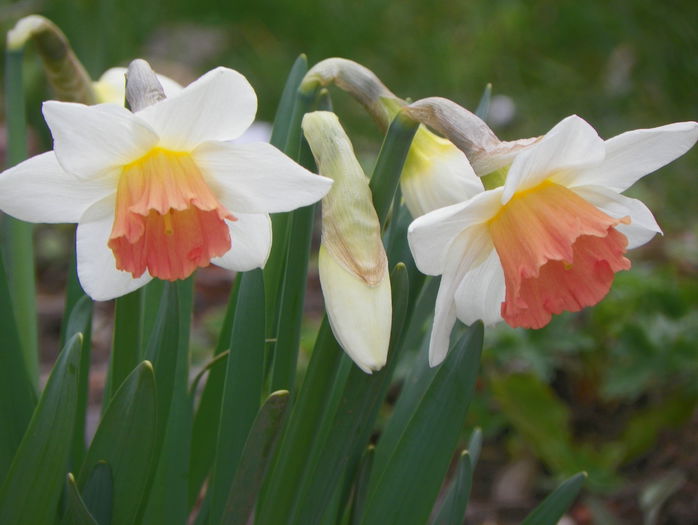 narcise Pink Charm - Primavara 2015