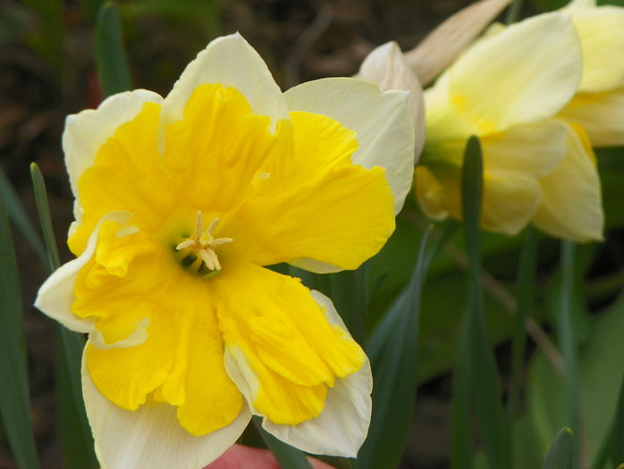 narcise Orangery - Primavara 2015