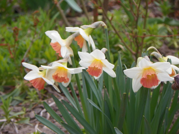 narcise Pink Charm - Primavara 2015