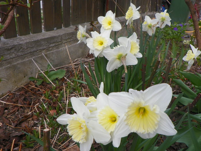 narcise Ice Follies - Primavara 2015