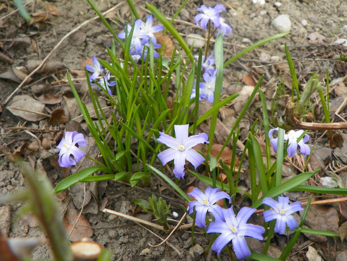 chionodoxa forbesii - Primavara 2015