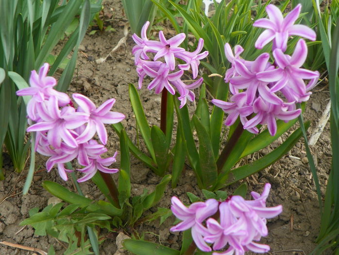 16 apr. 020 - Primavara 2015