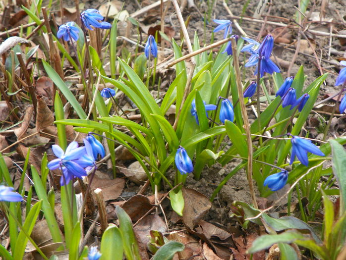 scilla siberica (viorele) - Primavara 2015
