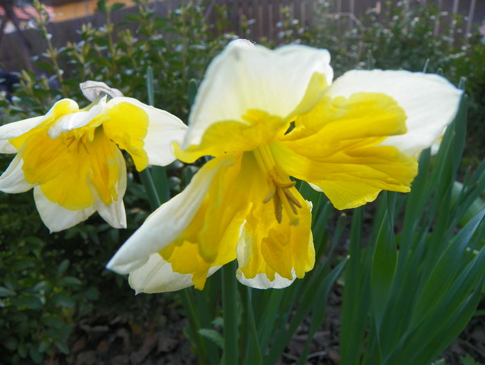 narcise Orangery - Primavara 2015