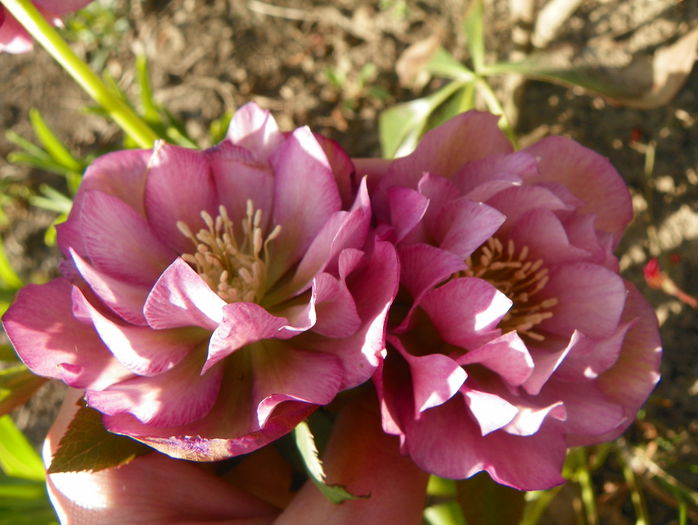 helleborus Double Ellen Pink - Primavara 2015