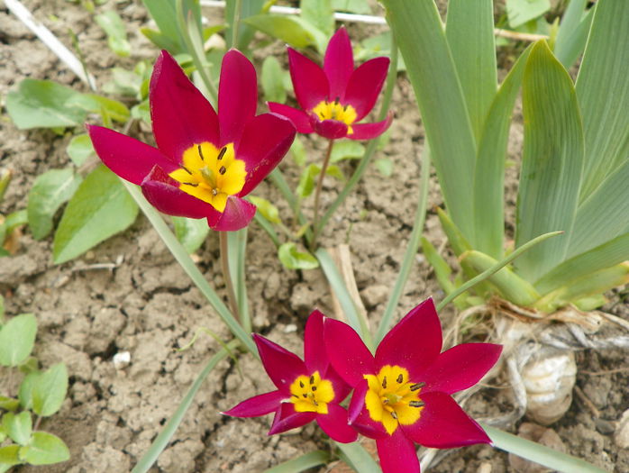 lalele Persian Pearl - Primavara 2015