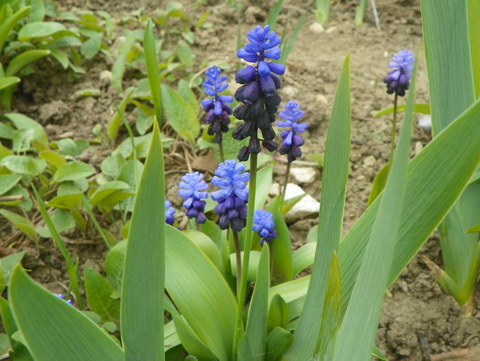 muscari latifolium - Primavara 2015